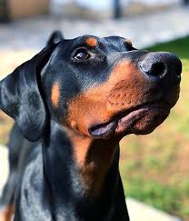 Black And Tan Doberman Puppies Doberman Dobermanpinscher Dog Dogsofinstagram Dogs Dobie Dobermansofinstagram Dobermanpride Dobermann In 2020 Doberman Doberman Pinscher Dog Doberman Pinscher