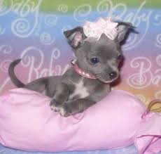 Black Apple Head Chihuahua For Sale Blue Chihuahua Puppies Dog Gallery Images Chihuahua Puppies For Sale Chihuahua Puppies Blue Chihuahua