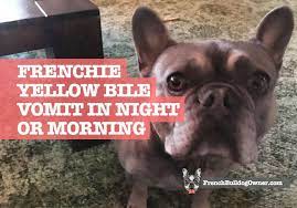 Its job is to help the dog's digestive process. Why Your Frenchie Throws Up Yellow Bile In The Morning Or Night