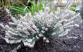 Hybrid Heath Erica X Darleyensis Silberschmelze Plants Plant Collection Flowers