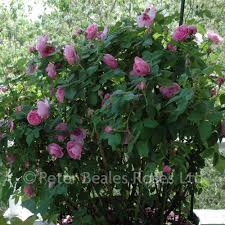With symbivit, roses catch on better and it increases the chance of survival. Louise Odier Shrub Rose Peter Beales Roses The World Leaders In Shrub Climbing Rambling And Standard Classic Roses