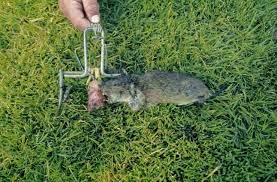 Sei dabei und hilf uns die philosophie des naturnahen. Wuhlmaus Schermaus Pflanzenbau Bekampfung Abwehr Lfl