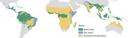 Next (raja raja chola i). Tropical Savannas And Dry Forests Sciencedirect