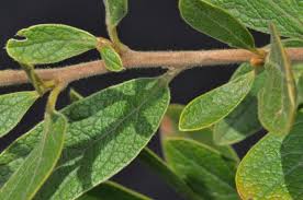 Image result for Diospyros lycioides