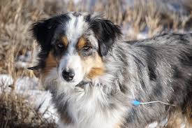 Asca #1 hall of fame kennel; Mt Heart Mini Australian Shepherds Home Facebook