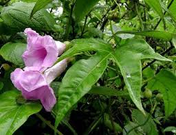 Image result for Ipomoea involucrata