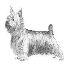 Raca Silky Terrier Sobraci