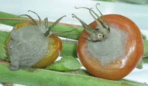 Image result for tomato seedling botrytis