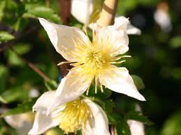 » view all varieties of clematis. Clematis Anita Clematis Tangutica Anita Baumschule Horstmann