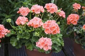 Image result for Pelargonium domesticum round-leaved bushy