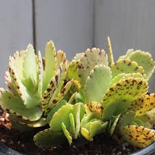Image result for Kalanchoe marmorata