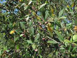 Image result for Schrebera trichoclada