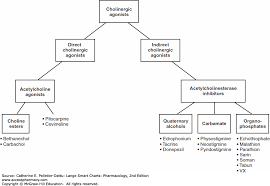 Autonomic Nervous System Structure And Medications Lange