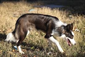 This breed is not for everyone. Rare Border Collie Colors Patterns Merle Slate Sable More