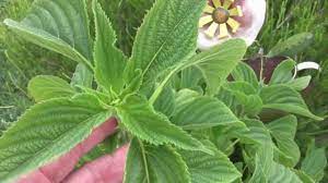 Growing Chia Plants For Seed An Update Youtube Plants Fine Gardening Plant Leaves