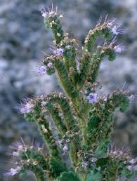 Image result for Culcasia falcifolia