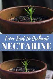 Planting Nectarine Seeds Peach Pits And Other Stone Fruit Can Produce Excellent Fruit Here Are S Wachsende Obstbaume Tipps Fur Organischen Gartenbau Saatgut