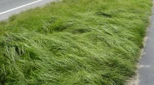 Image result for Carex