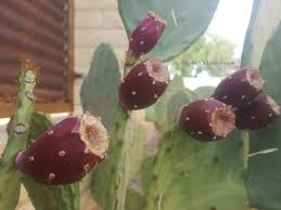 The pads are typically about one inch thick and six to 12 inches in length with an oblong, rounded shape. Prickly Pear Savor The Southwest