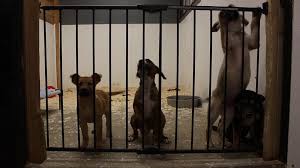 Disfruta de los mejores juegos relacionados con pet rescue. Fox61 Student News Companion Pet Rescue Saves And Rehomes Neglected Dogs Fox61 Com