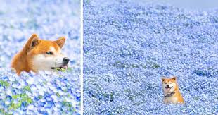 Cute dog flower crown | popsugar family. This Shiba Inu Is The Cutest Flower Boi In Japan And His 19 Pics Are Making People Happy Bored Panda