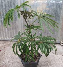 Image result for Sonchus luxurians