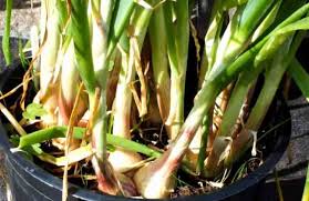 Check spelling or type a new query. How Do You Grow Onions In Pots Gardening Channel