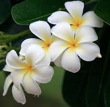 Monsoon Flower Amazing Flowers Plumeria Flowers Beautiful Flowers