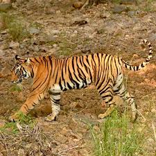 Complete History of Tigers in India ...