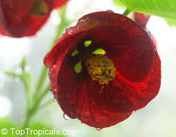Image result for Abutilon sp.no.1