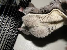 Sugar Glider Baby Bumps Did You Know That Female Sugar Gliders Have Two Uterus They Can Have A Joey In Pouch And Joeys Sugar Glider Baby Sugar Glider Gliders