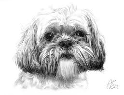 Best coloring books for dog lovers these pictures of this page are about:color page shih tzu dog. Dog Pencil Drawing Dog Portraits Animal Drawings