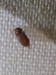 Do you want to know what they are and what damage they can cause? Natureplus What Is This Small Brown Beetle