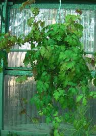 Image result for Rhoicissus rhomboidea