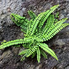 Image result for Asplenium mannii