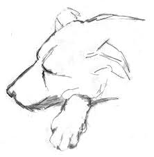 Cao Dormir Cochilar Cachorro Dormindo Desenhando Esboco Lapis Lapis De Desenho Animal Deitado Cao Deitado Pikist