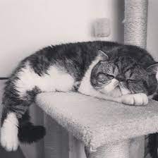 Pin On Exotic Shorthair Cat