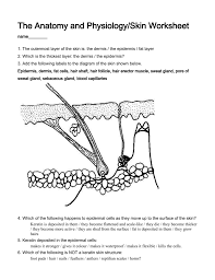 Anatomy And Physiology Of Skin Anatomy Drawing Diagram