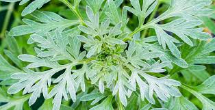 Is it safe to smoke mugwort? Wormwood Benefits Uses Tea Recipe And Side Effects Dr Axe
