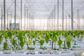 Greenhouse Grown The Planting Process Naturefresh Farms