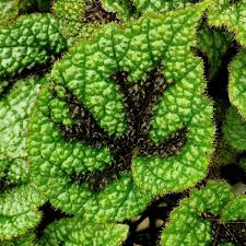 Image result for Begonia meyeri-johannis