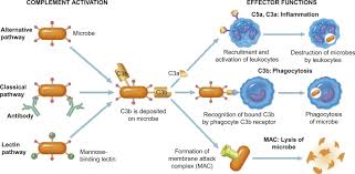 Image result for Complement Pathway