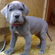 These great dane puppies located in colorado come from different cities, including, ordway, arriba. Pictures Of Blue Great Dane Puppies Great Dane Dogs Dane Puppies Great Dane Puppy