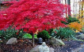 Check spelling or type a new query. How Tall Does A Dwarf Japanese Maple Get Plantgardener