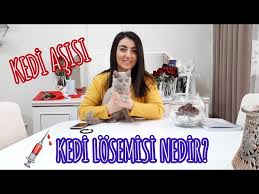 Kedilerde Asilar Kedi Losemisi Kedilerde Asinin Onemi Kuduz Asisi Karma Asi Losemi Asisi Youtube