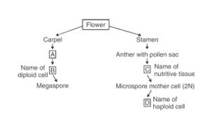 Given Below Is An Incomplete Flowchart Showing The Formation