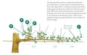 Plum and other stone fruit trees are generally pruned in the summer. Espalier Fruit Trees Pruning Advice Pruning Apple Trees Prune Fruit Pruning Fruit Trees