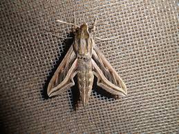 Image result for Hippotion celerio