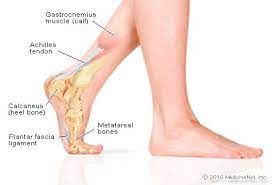 The dorsal aponeurosis of the toes supports the effect of the dorsal foot muscles by redirecting the force line of their tendons to. Foot Picture Image On Medicinenet Com