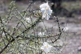 Image result for Catophractes